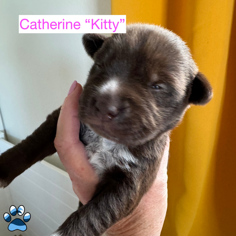 Cathrine ’Kitty’ Bennet - Live Animals