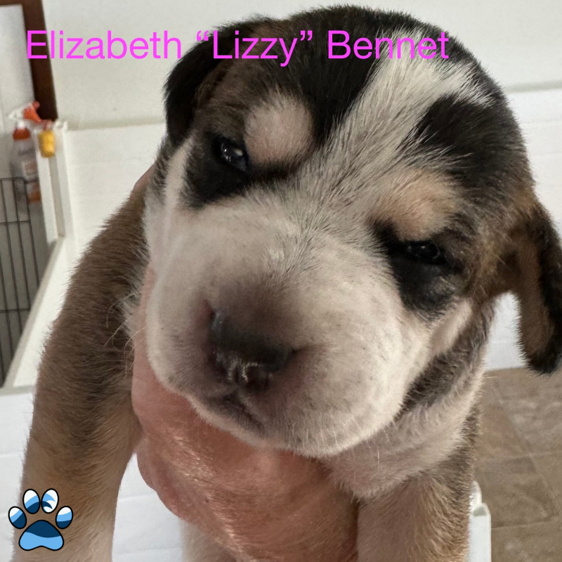 Elizabeth ’Lizzy’ - Live Animals