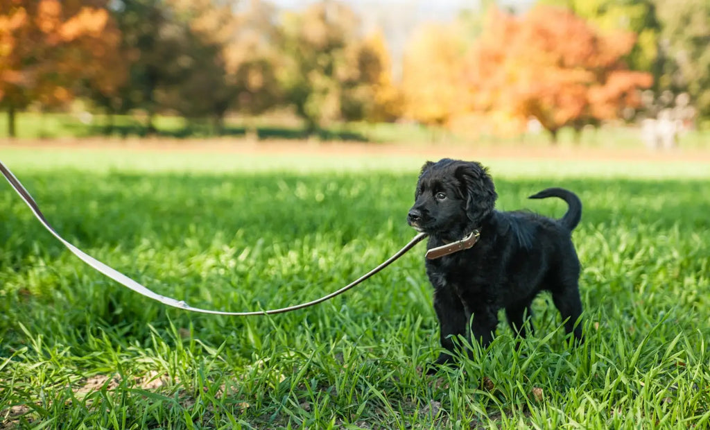 Mastering Leash Walking with Your Rescue Pup: Enjoy Stress-Free Strolls Together