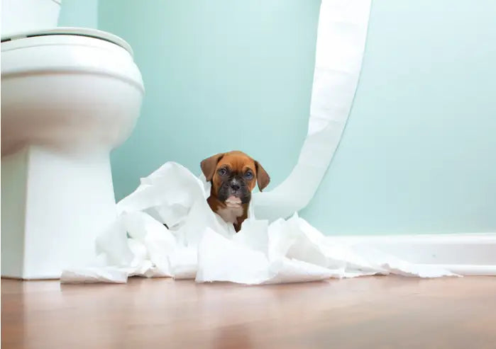 Puppy Potty Training Tips: Setting a Foundation for Success