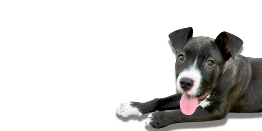 Black and white dog with floppy ears and pink tongue lying down.