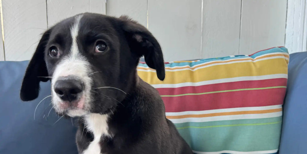 Black and white puppy with floppy ears and bright eyes.