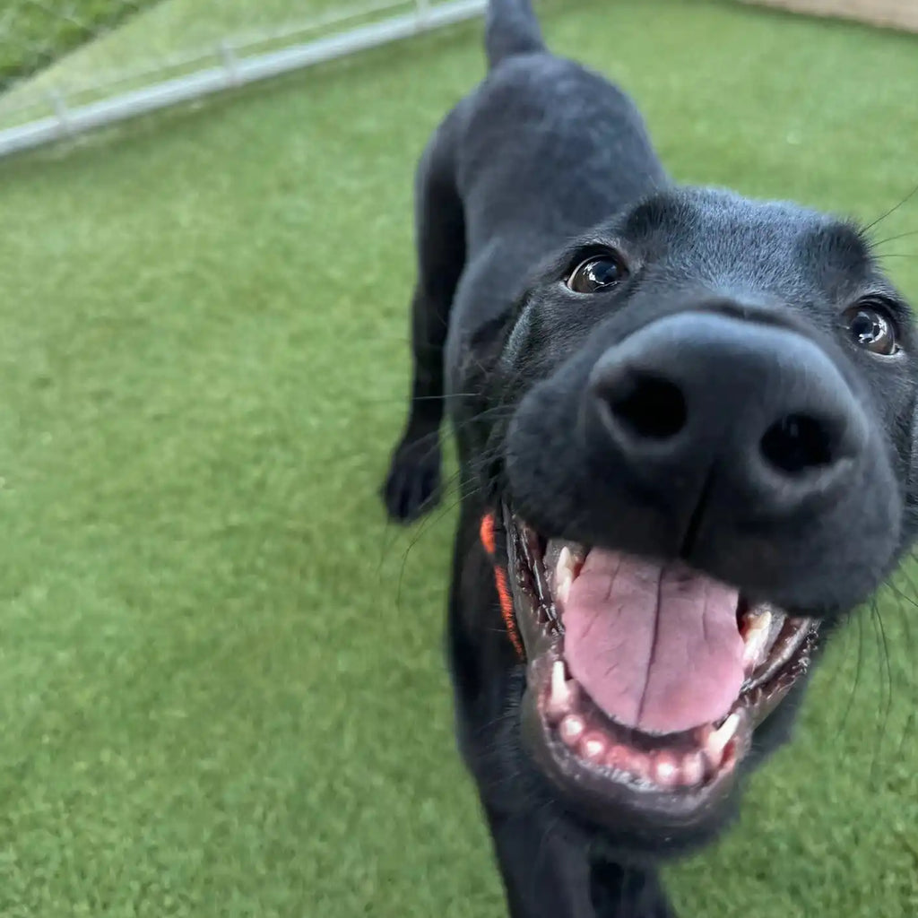 Happy black dog with a wide, toothy grin.