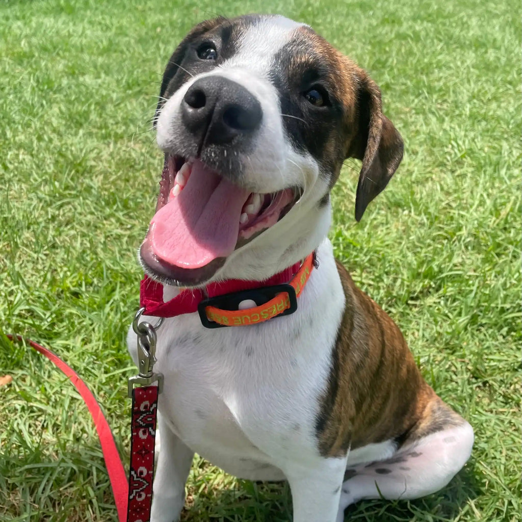 Happy brown and white dog wearing an orange collar and red leash.