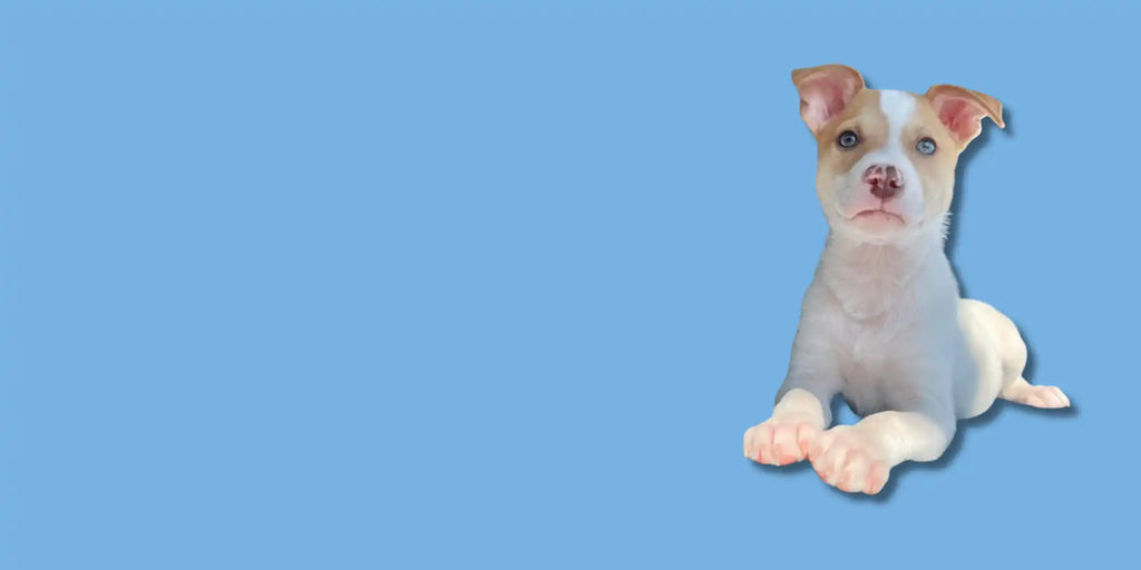 White and tan Chihuahua puppy sitting with perked ears.